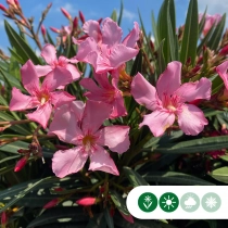 Rosa oleander Hochstamm