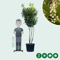 Kirschlorbeer mehrstämmig 200 cm