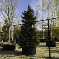 Serbische Fichte #112