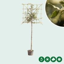 Steineiche als Spalier 150 cm