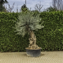 Olivenbaum 'Bonsai' #84