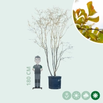 Chinesische Kräuselmyrte mehrstämmig