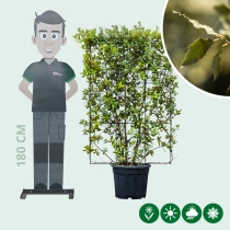 Steineiche Heckenelement