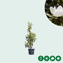 Magnolie Grandiflora Solitär