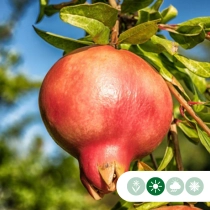 Granatapfelbaum mehrstämmig