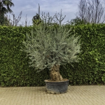 Olivenbaum 'Bonsai' #85