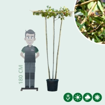 Glanzmispel Dachform mehrstämmig