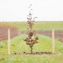 Blutbuchenhecke pro Stück