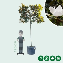 Magnolie grandiflora als Spalier