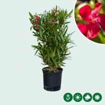 Rote oleander Busch