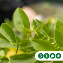 Japanischer Liguster mehrstämmig