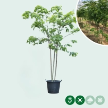 Dornenloser Lederhülsenbaum mehrstämmig