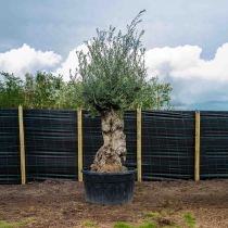 Olivenbaum 'Bonsai' 140–160 cm Stammumfang #1