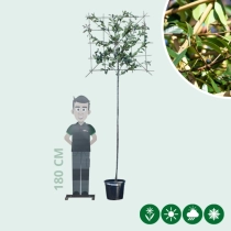 Glanzmispel als Spalierbaum