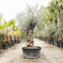Olivenbaum 'Bonsai' #199