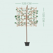 Steineiche als Spalierbaum 240 cm