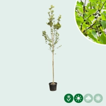 Europäischer Zürgelbaum