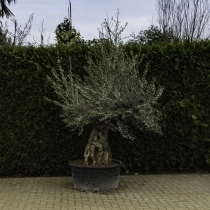 Olivenbaum 'Bonsai' #89