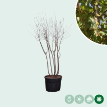 Mehrstämmige Tibetische Blütenkirsche