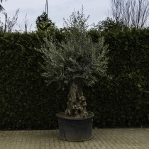 Olivenbaum 'Bonsai' #98