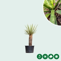Palmlilie Yucca treculeana