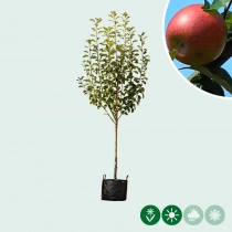 Malus d. 'Benoni'