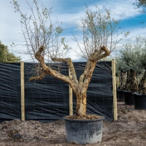 Granatapfelbaum ausgewachsen #2
