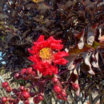 Lagerstroemia 'Black Diamond' Vasenform #184