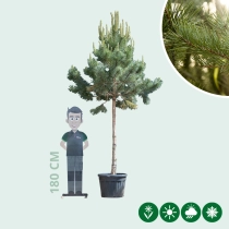 Waldkiefer