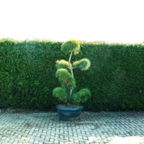 Waldkiefer Bonsai Pompon #78