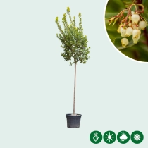 Erdbeerbaum