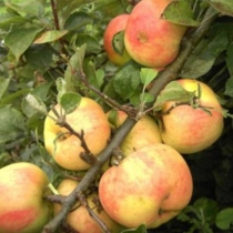 Malus d. 'Glorie van Holland' als Spalier