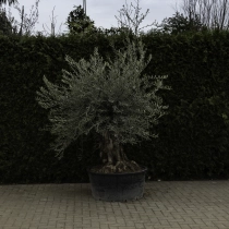 Olivenbaum 'Bonsai' #92