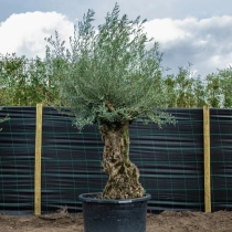 Olivenbaum 'Bonsai' 120–140 cm Stammumfang #3