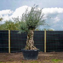 Olivenbaum 'Bonsai' 140–160 cm Stammumfang #2