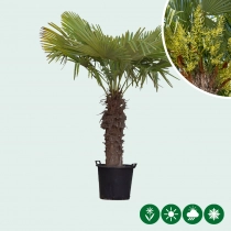 Chinesische Hanfpalme 80 cm Stammhöhe