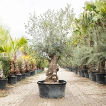 Olivenbaum 'Bonsai' #191