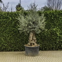 Olivenbaum 'Bonsai' #98