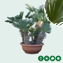 Wagnerpalme mehrstämmig