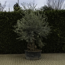 Olivenbaum 'Bonsai' #93