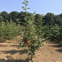 Malus d. 'Ecolette' als Spalier