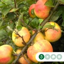 Malus d. 'Glorie van Holland' als Spalier