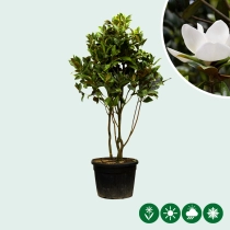 Magnolia grandiflora mehrstämmig