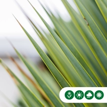 Palmlilie Yucca mehrköpfig