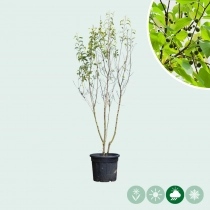 Europäischer Zürgelbaum mehrstämmig