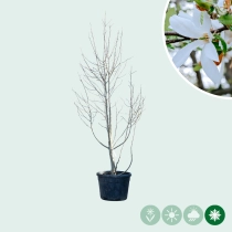 Magnolie Kobus mehrstämmig