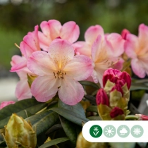 Rhododendron Percy wiseman