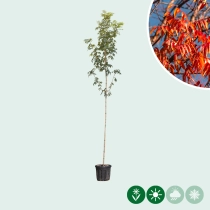 Chinesische Pistazie hochstamm