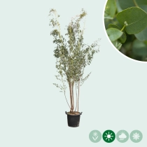 Eukalyptus mehrstämmig