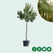 Waldkiefer